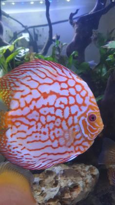 שלום דגי דיסקוס למכירה לפי