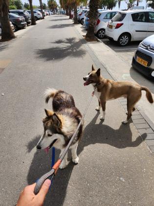 פרדי הוא האסקי מעורב במלמוט בן שנה וחצי