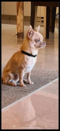 !!!!!!! מחפש כלה !!!!!!!!✔ציוואווה מינ...