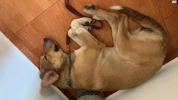 טומי הוא רועה כנעני מעורב