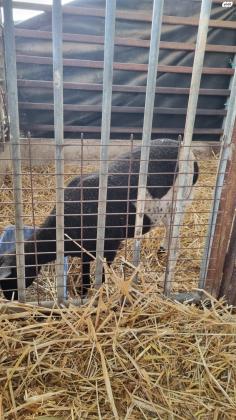 6 כבשים למכירה