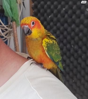 קוניור שמש האכלת יד בני חודשיים