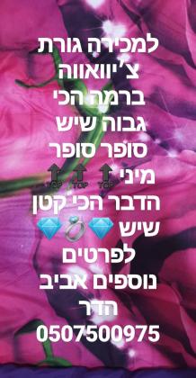 למכירה גורת צ'יוואווה ברמה גבוהה