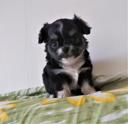 זכר צ'יוואווה, ארוך שיער