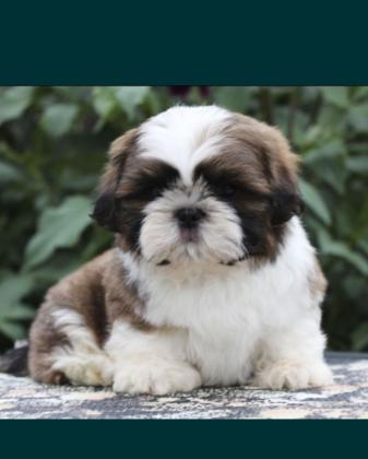 גורים מהממים מחוסנים עם פנקס