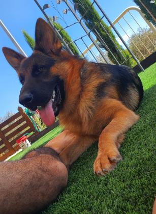 למכירה: כלב רועה גרמני, בן