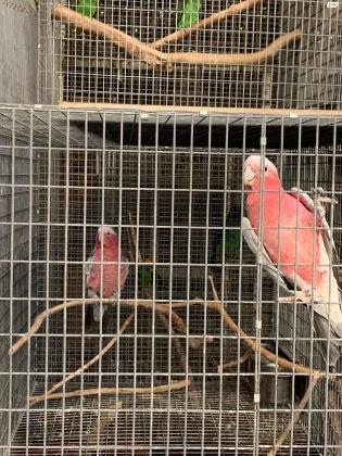 למכירה זוג קקדו גאלה האכלות