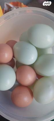 בובות+פזלים+לגו ועוד