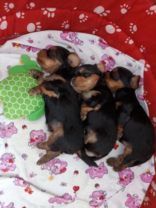 שני זכרים גזעים,מיני