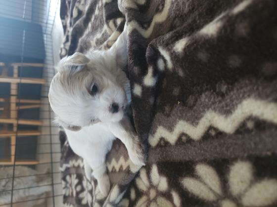 גורי שיצו מעורבים עם פודל