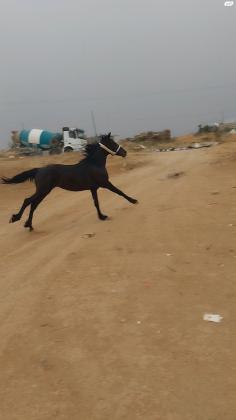 סוס פריזן טוב בן שנה