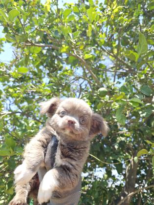 גור ארוך שיער מושלםםם רמה