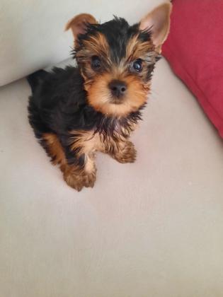 שני זכרים גזעים,מיני