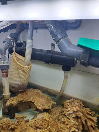 למכירה סלעים אינדונזים