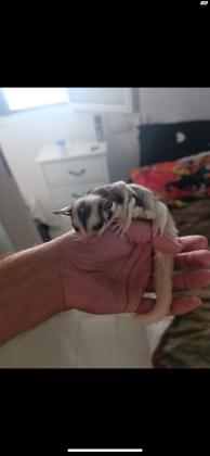 שוגר גליידר (סנאי מעופף) מורגלים