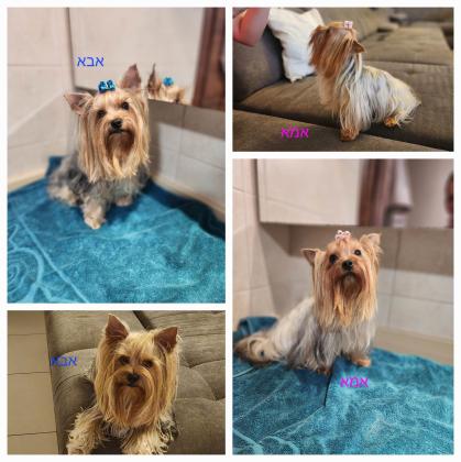 גורי יוקשייר טרייר נולדו ב 31