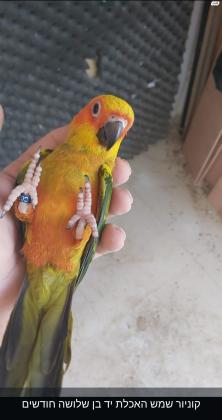 קוניור שמש האכלת יד בני חודשיים