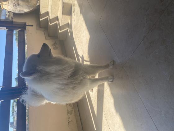 כלב חמוד יוצא למכירה