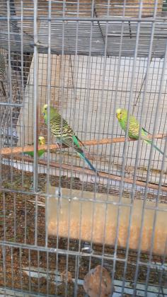 3 נקבות בוגרות בצבע ירוק