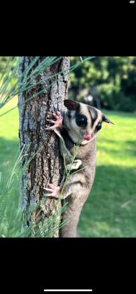 שוגר גליידר (סנאי מעופף) מורגלים