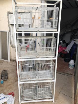 ווליר 300₪כלוב רביעייה יש 2