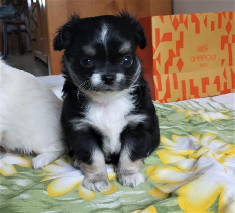 זכר צ'יוואווה, ארוך שיער