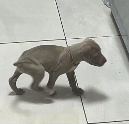 גור פיטבול בן חודשיים מעלף