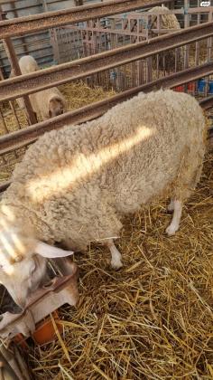 6 כבשים למכירה