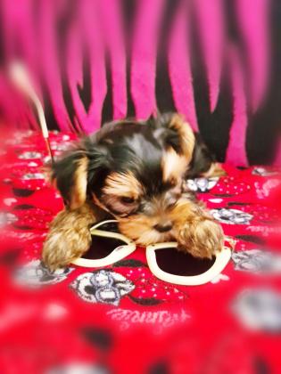 גורי יורקשייר טרייר מהממם מחפשים בית חם