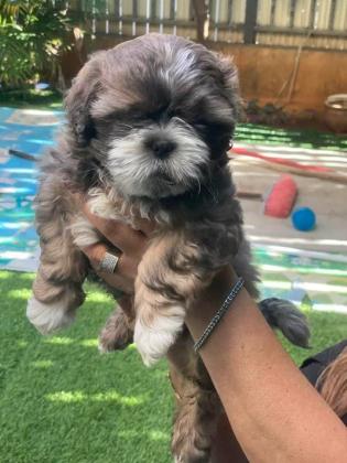 גורי שיצו מדהימים הורים המקום