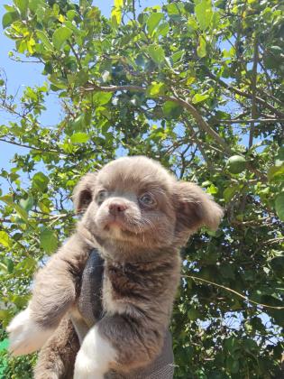 גור ארוך שיער מושלםםם רמה