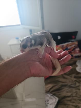 שוגר מוזאיק בן חודשיים וחצי