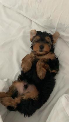 שני זכרים גזעים,מיני