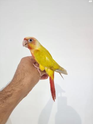 קוניור סאנציק ברמה הכי גבוהה