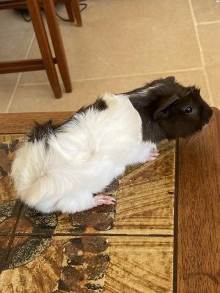 3 גורי שרקנים בני חודשיים