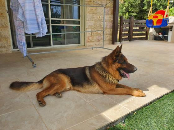 למכירה: כלב רועה גרמני, בן