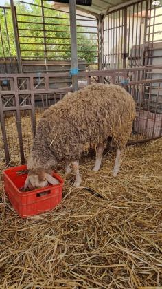 6 כבשים למכירה