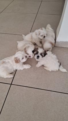 שיצו ננסי היפואלרגני למכירה