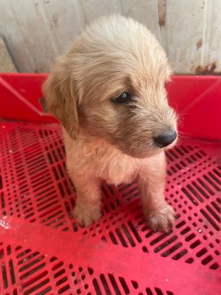 גורי לברדודל יפים וחמודים בצורה