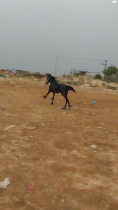 סוס פריזן טוב בן שנה