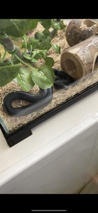 קינג מקסיקני שחור בגיל שנה