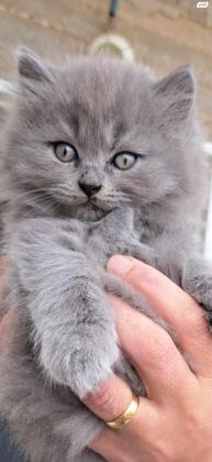 גור בריטי אפור רמה גבוהה