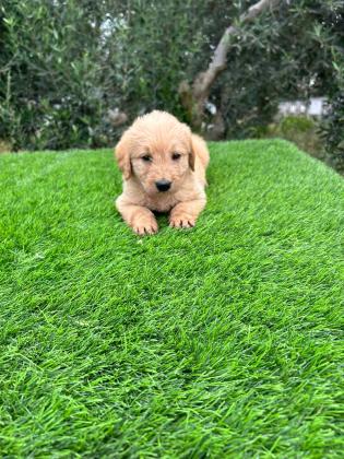 גורי לברדודל יפים וחמודים בצורה