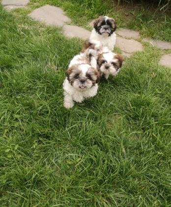 גורים מהממים מחוסנים עם פנקס