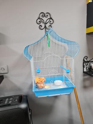 שוגר גליידר (סנאי מעופף) מהמם