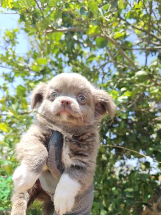 גור ארוך שיער מושלםםם רמה
