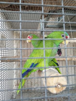 למכירה זוג אמזונה משקפיים עובד