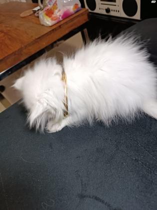 חתולה פרסית קלאסית יפייפיה לבנה