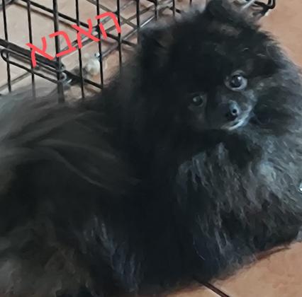 נקבות פומרניין, מאוד חברותיות ,