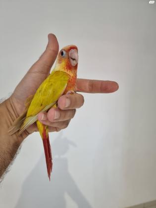 קוניור סאנציק ברמה הכי גבוהה